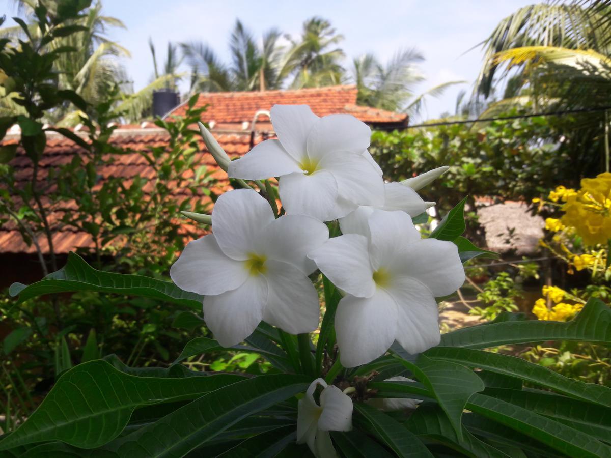 Natural Cabanas Kanattagoda Ngoại thất bức ảnh