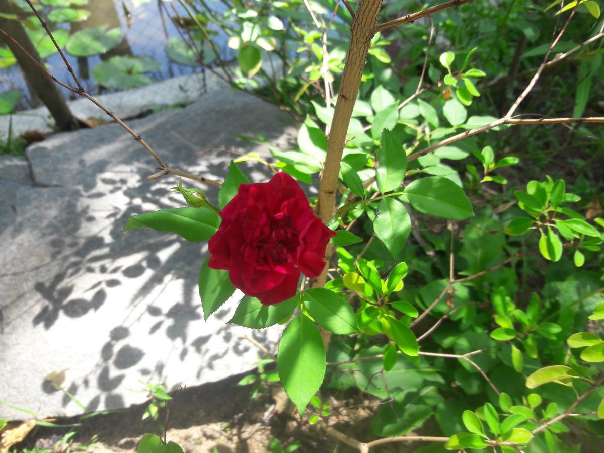 Natural Cabanas Kanattagoda Ngoại thất bức ảnh
