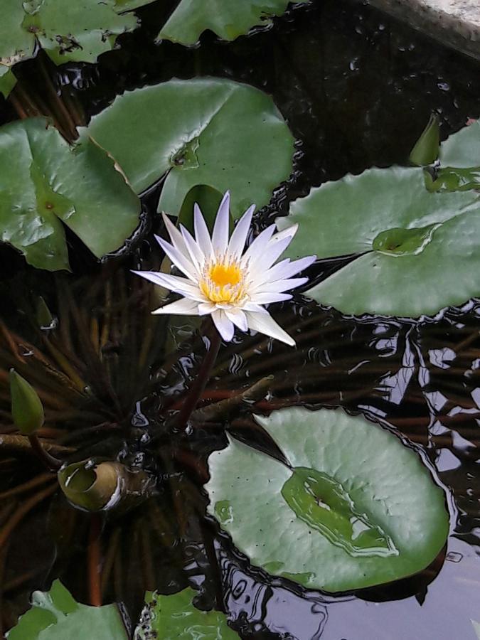 Natural Cabanas Kanattagoda Ngoại thất bức ảnh