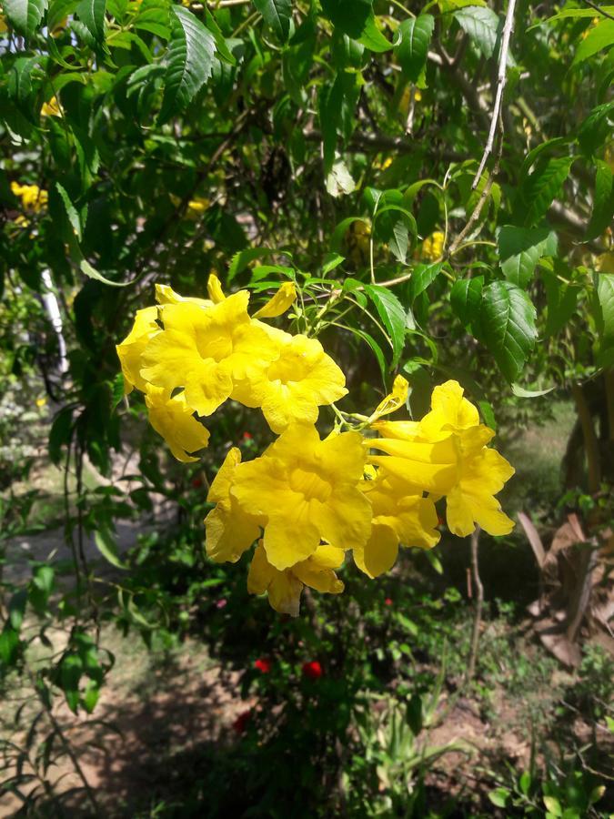 Natural Cabanas Kanattagoda Ngoại thất bức ảnh